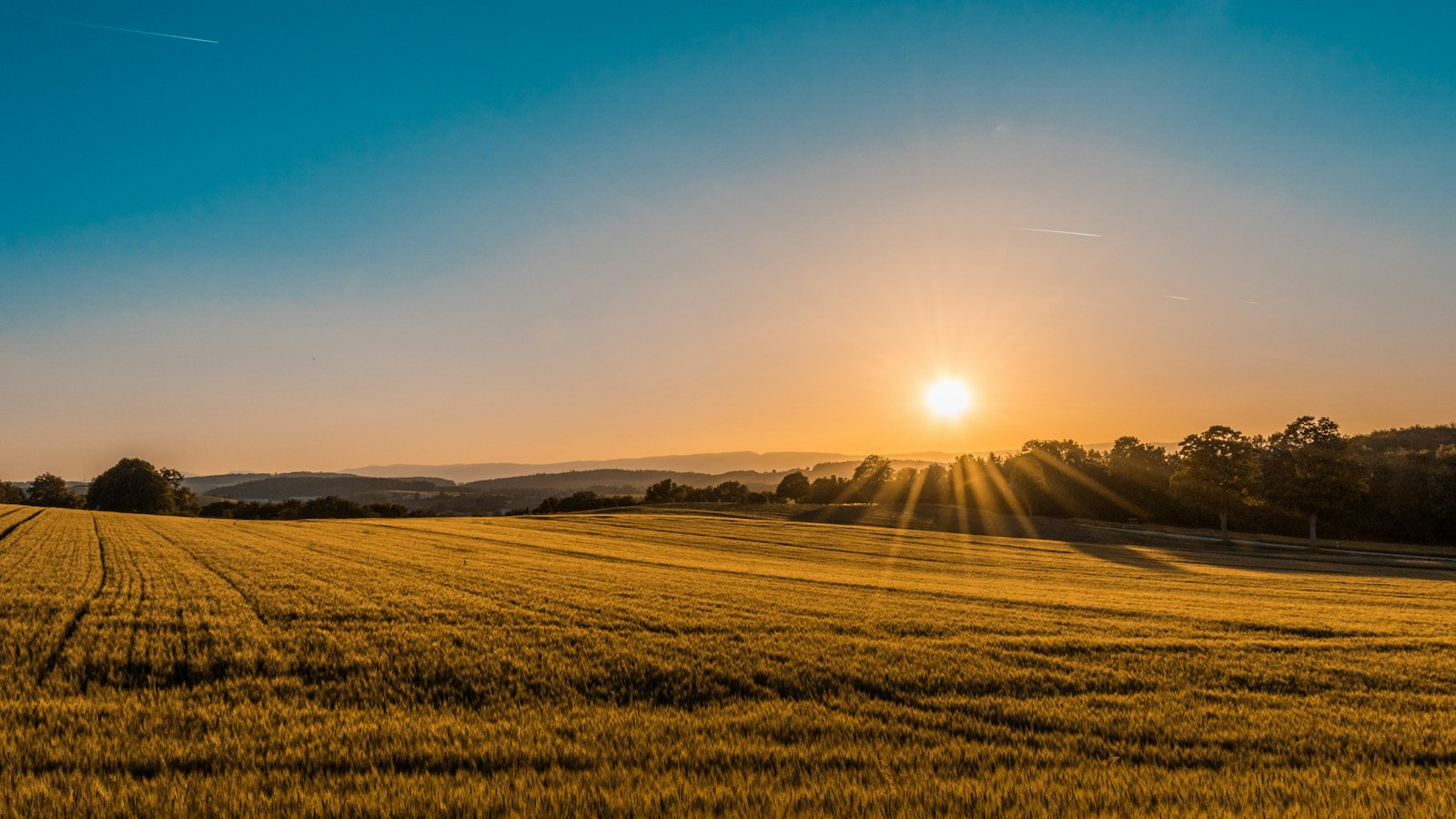 A wheat field at sunrise. Illustrative photograph, not a Dishan Farms site.