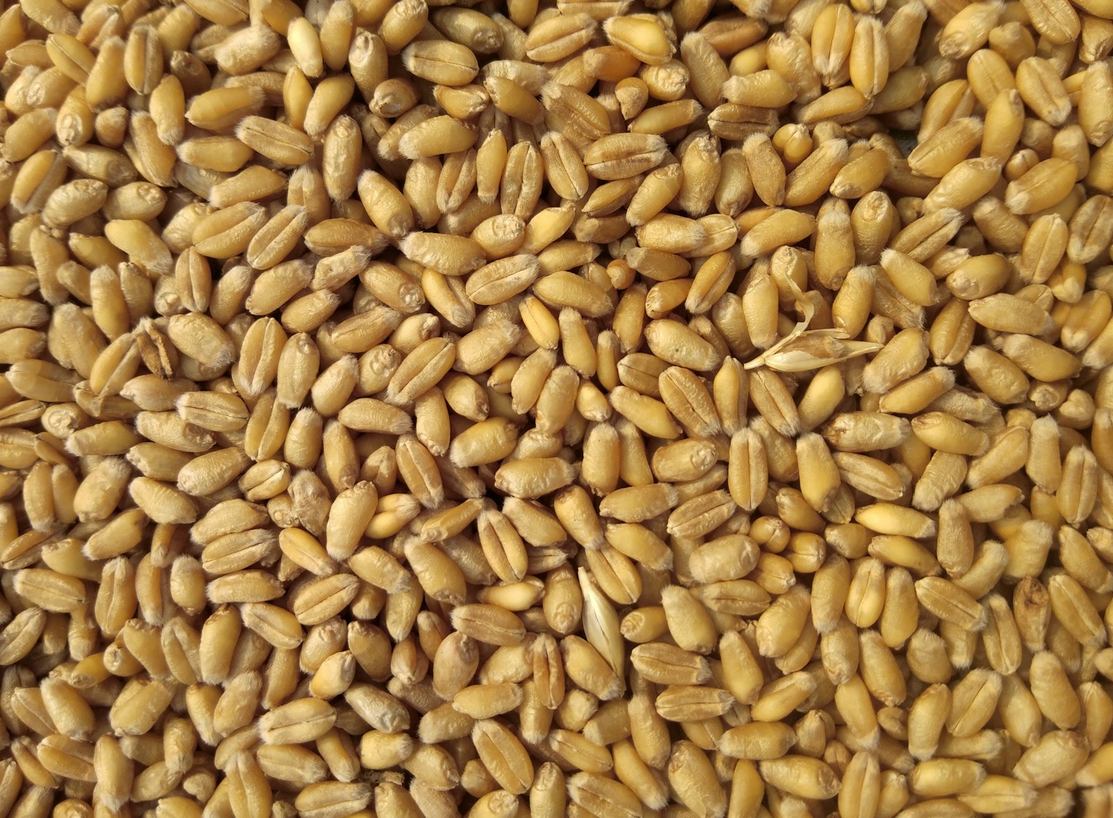 Close view of wheat grain. Illustrative photograph, not company stock.