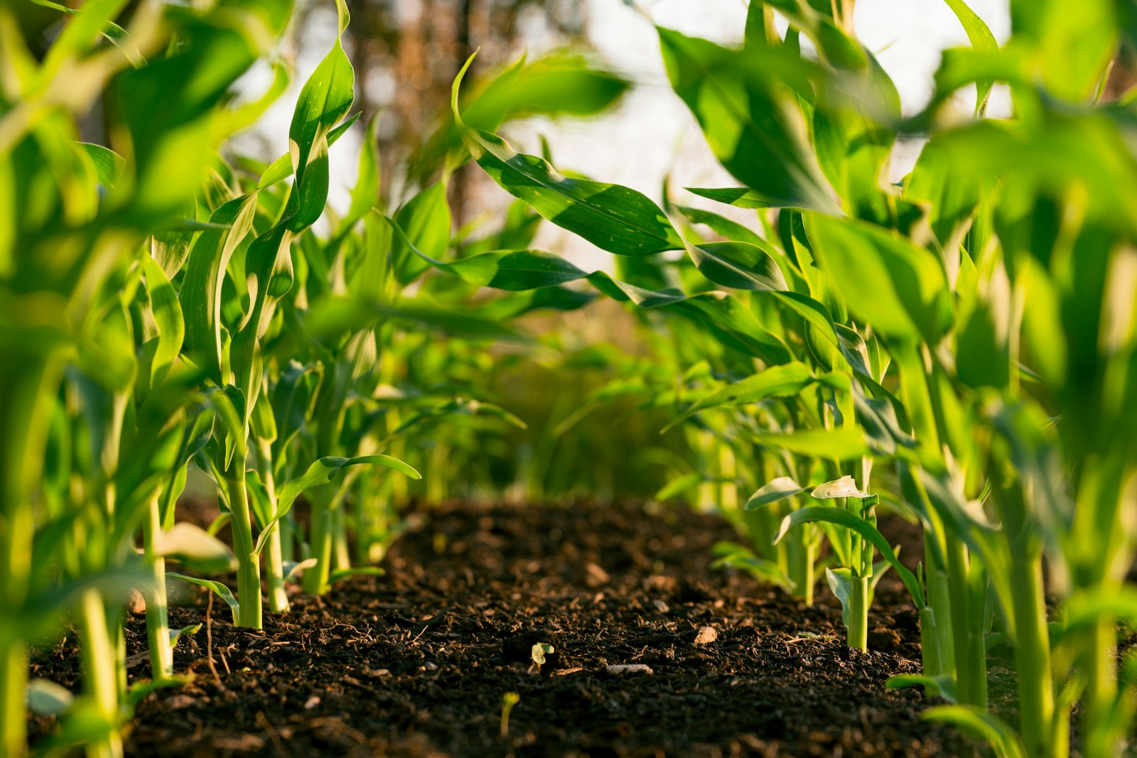 Young crop rows in a field. Illustrative photograph, not a Dishan Farms site.